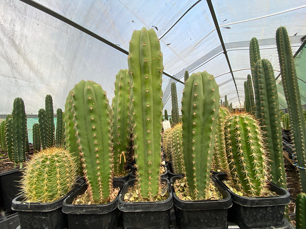 Thumbnail: Coloured Flowered, Columnular Hybrids.