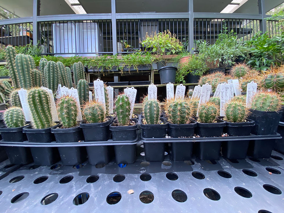 Thumbnail: Mixed 2 Year Old Seedling 10 Packs.