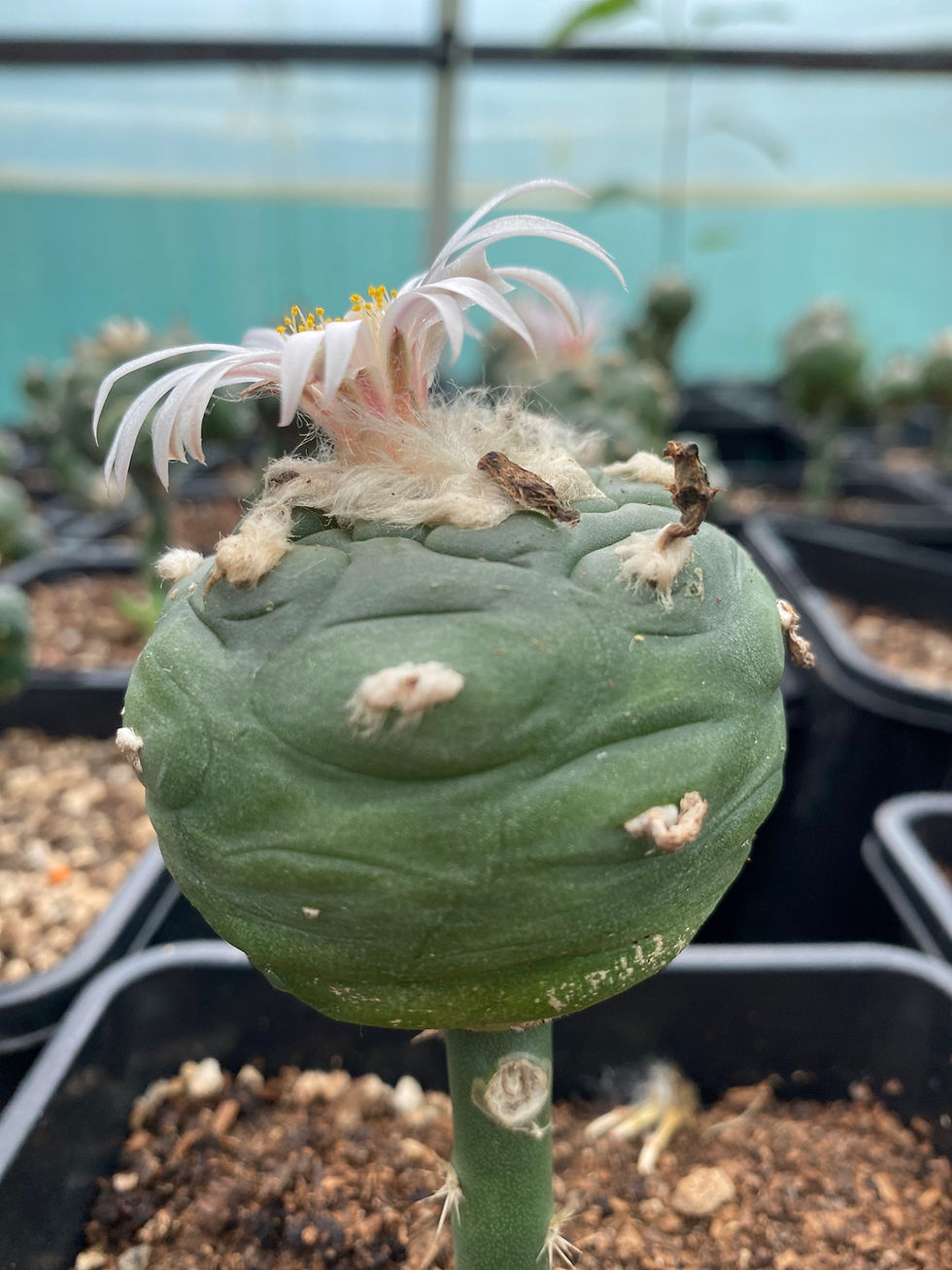 Thumbnail: Lophophora Koehresii unique form