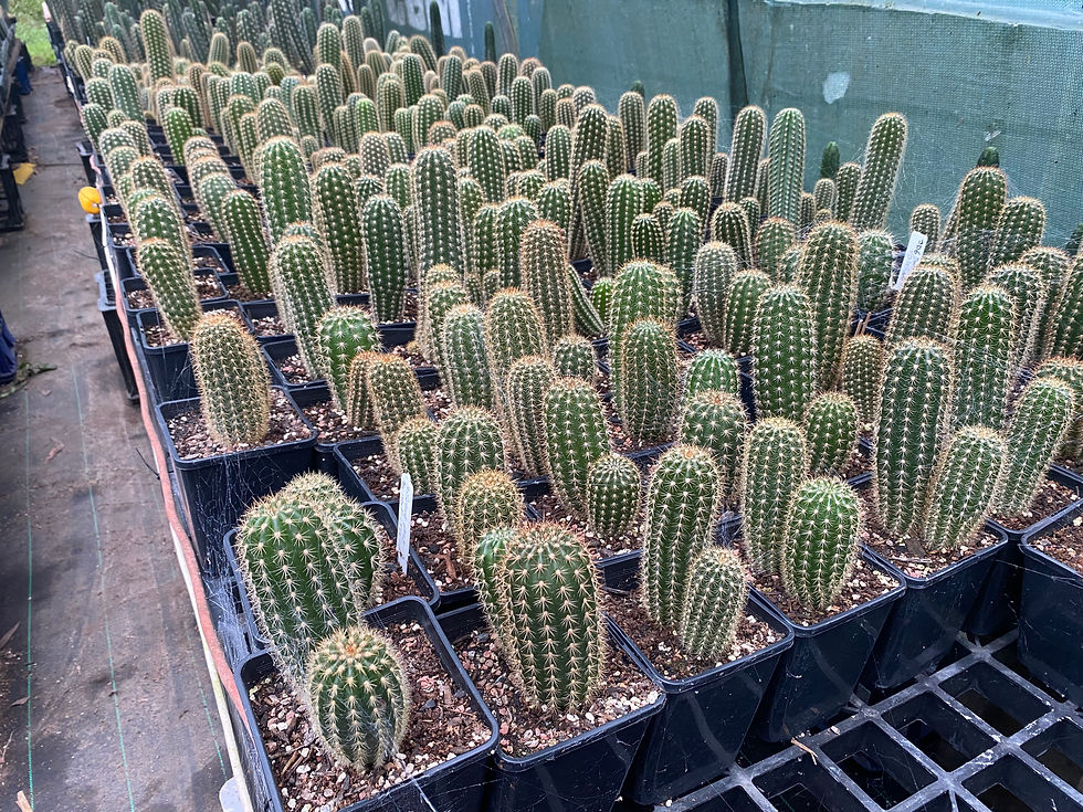 Thumbnail: Mixed 2 Year Old Seedling 10 Packs.