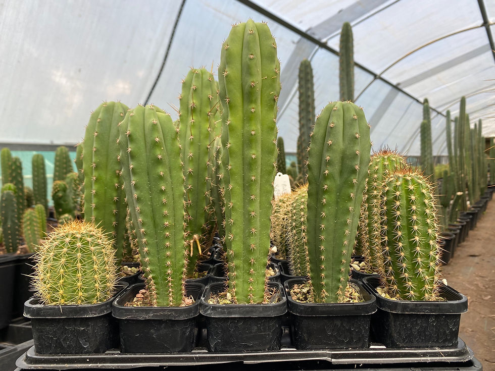 Coloured Flowered, Columnular Hybrids.