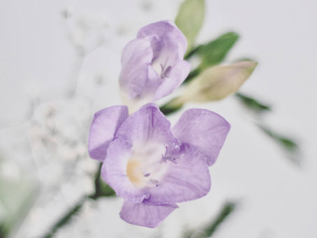 Raw material : Freesia