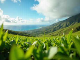 2026 Maui Election: Meet the Candidates
