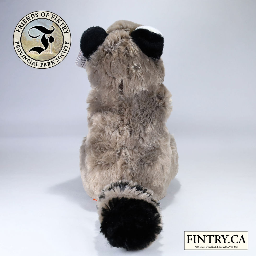 Thumbnail: Wild Republic Raccoon