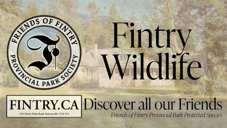 Bat Facts - closely related to primates