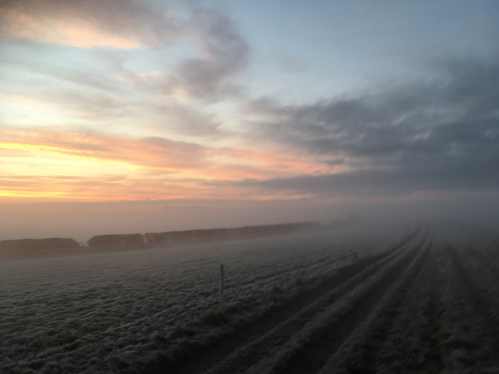 Cold gallops!