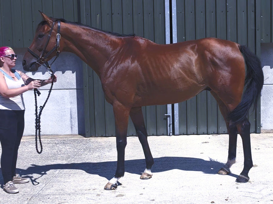 Clemencehill standing outside the barn