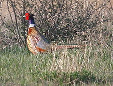 Pheasant