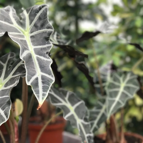 Alocasia Sanderiana "Nobilis": Cuidados, cultivo, trasplante y plagas 🪴