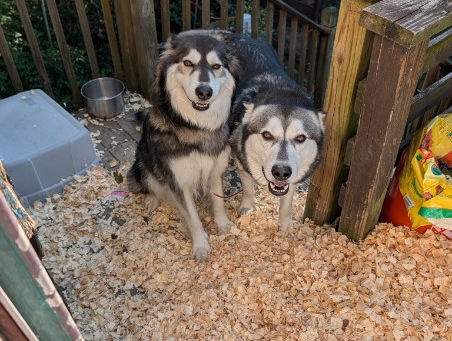 Why Pet-Friendly Housing Is a Bigger Problem Than People Realize