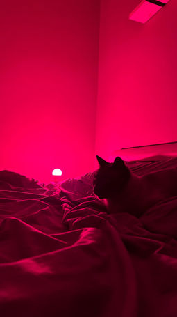 Kat Bob bij een VIVO Circadian Bulb in de rode lichtstand.
