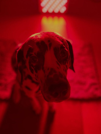Vivo rood lichttherapie-opstelling in huiselijke setting met hond op de voorgrond bij Poopsimpel.