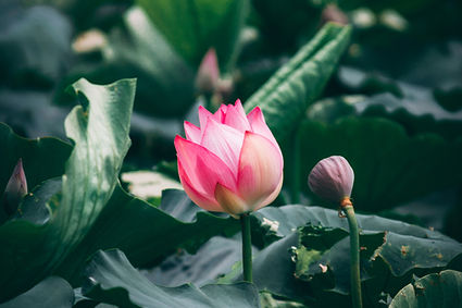 clarence-e-hsu-BgzTKercK_A-unsplash.jpg
