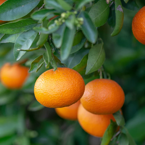 Clementine_Tangerine_Tree.webp