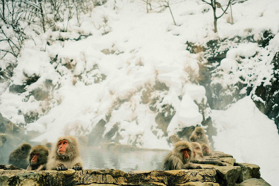 Jigokudani's snow monkeys are enjoying an onsen (hot spring) in the snowy winter.