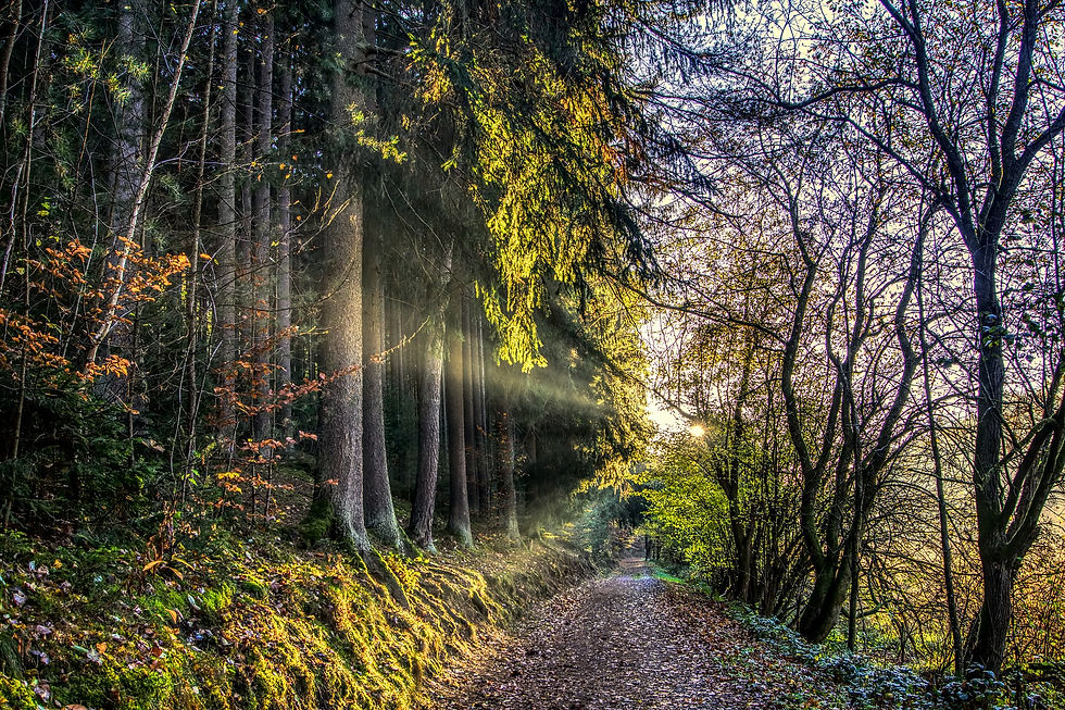 Ecotherapy Supervision Group