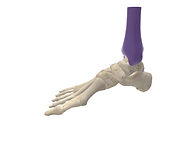 F&A - Main Card - ANKLE.161.jpg