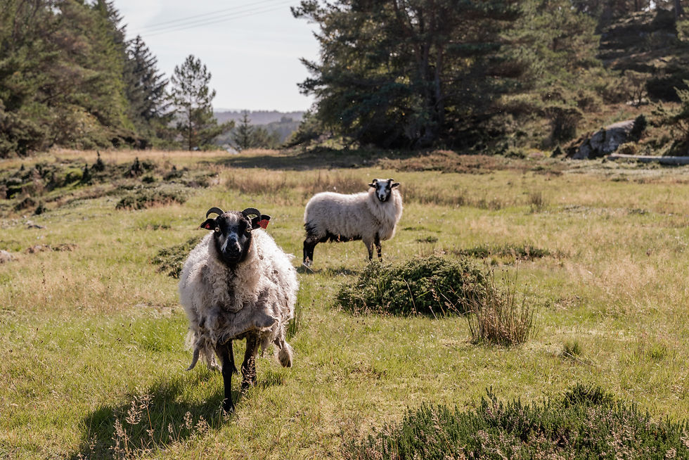 Austevoll Tomt - B-Foto og Områdebilder - September 2024 (10 of 35).jpg