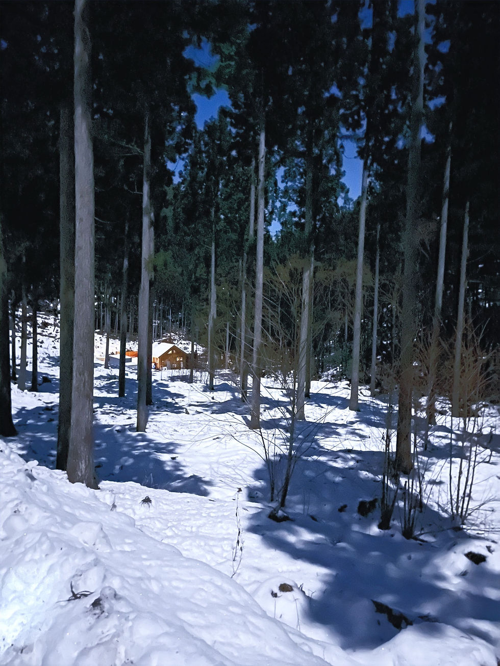 雪に覆われた「the loop -yuki's house-」周辺の森