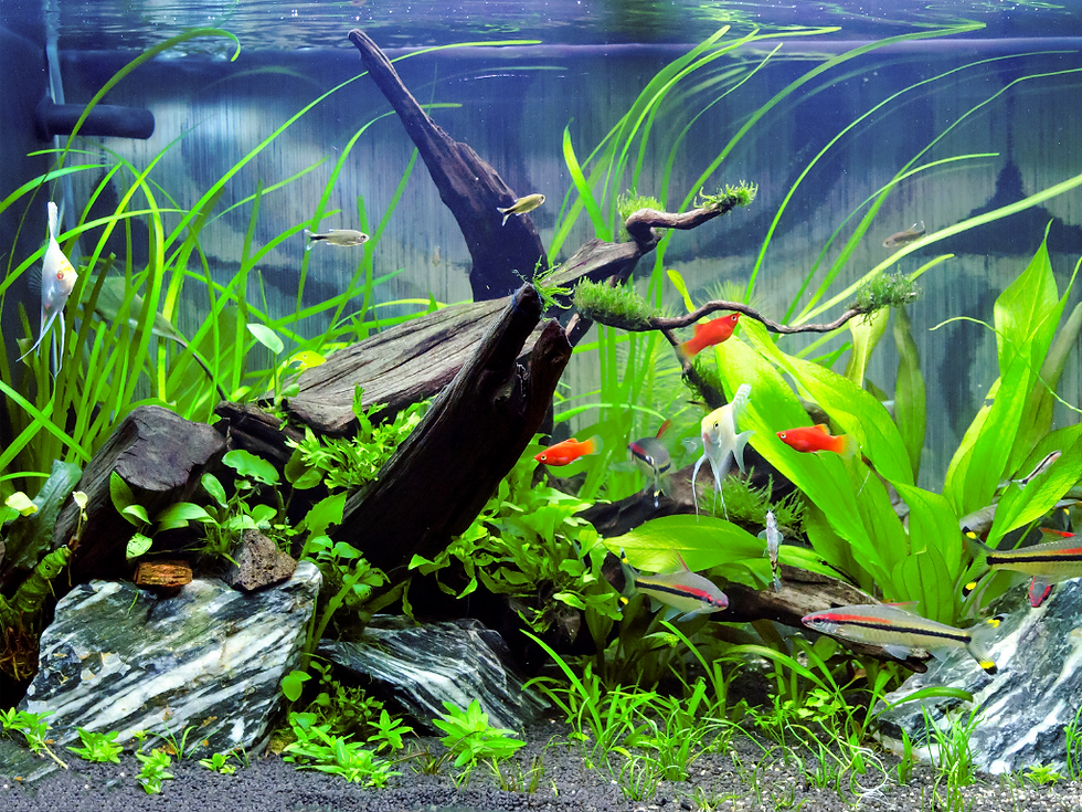 Vallisneria, Echinodorus e Rotala.