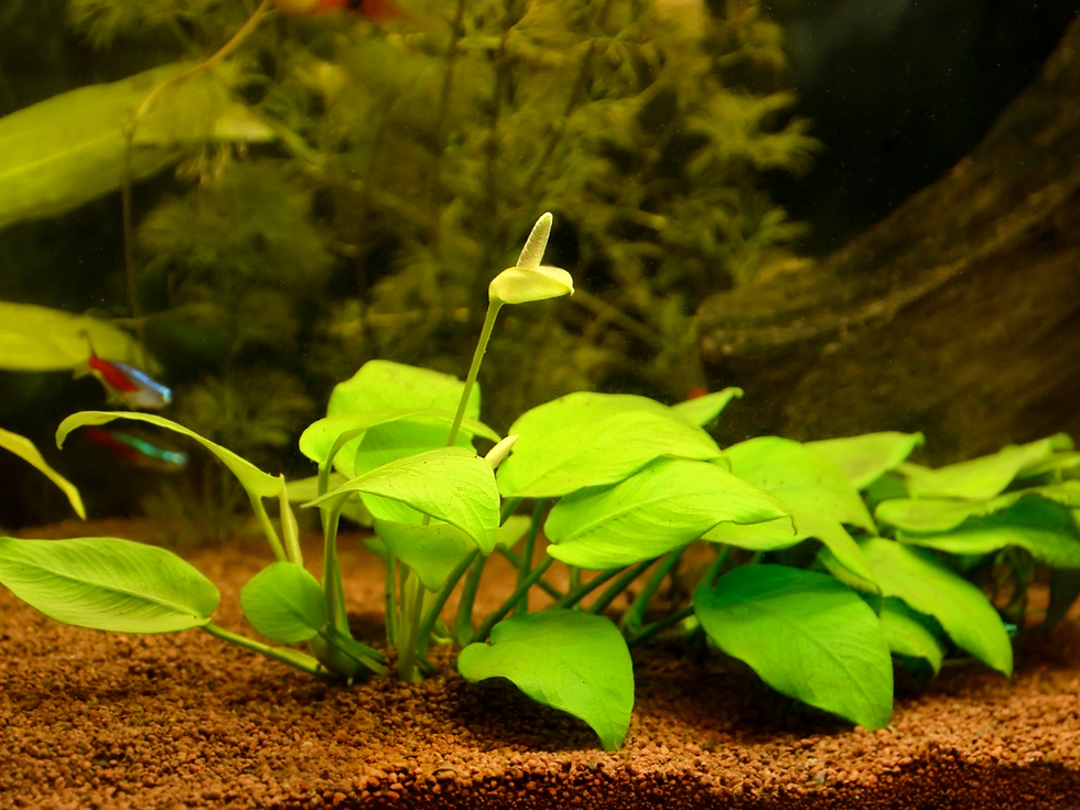 Anubias barteri var. nana.