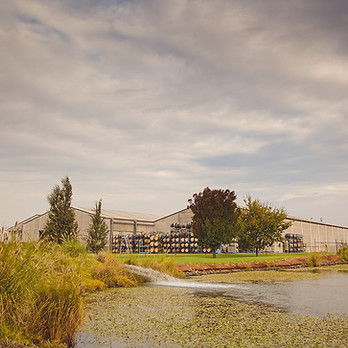 McWilliams Hanwood Estate_Barrel shed across the water.jpg