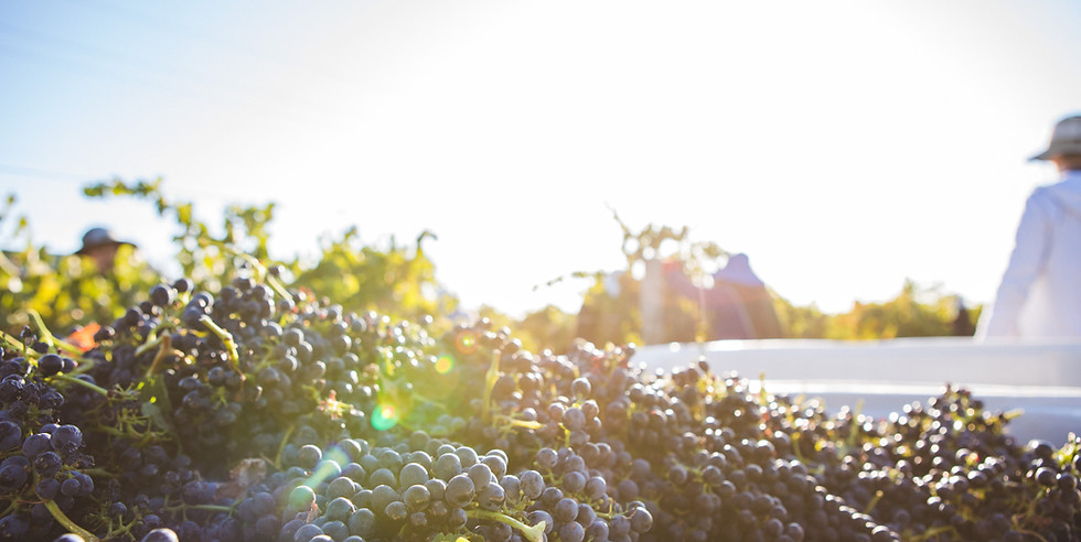 Studio Barossa_Calabria_Hi_Res-34.jpg