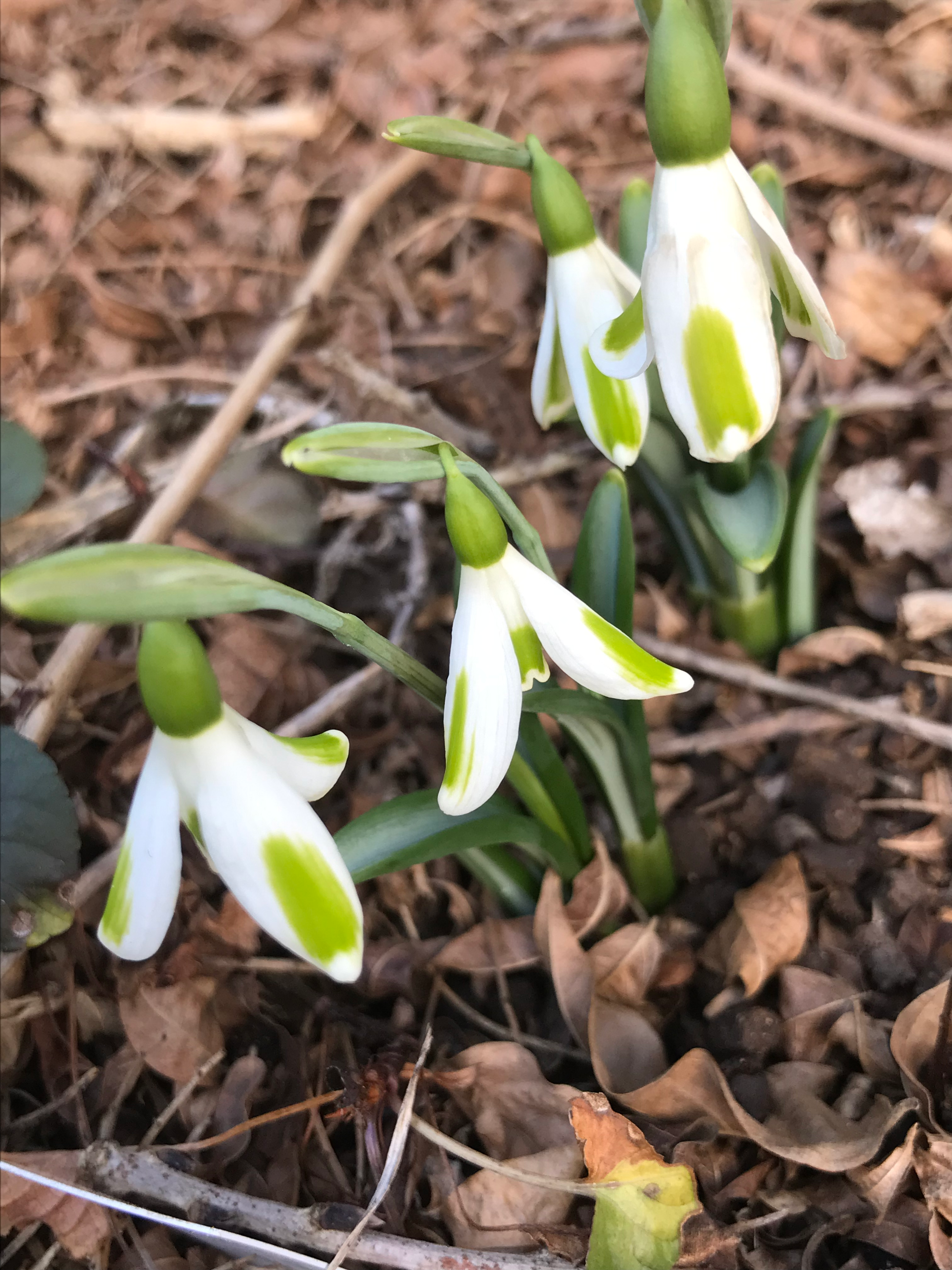 Galanthus 'Trym' 