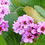 Thumbnail: bergenia 'Wintermärchen'