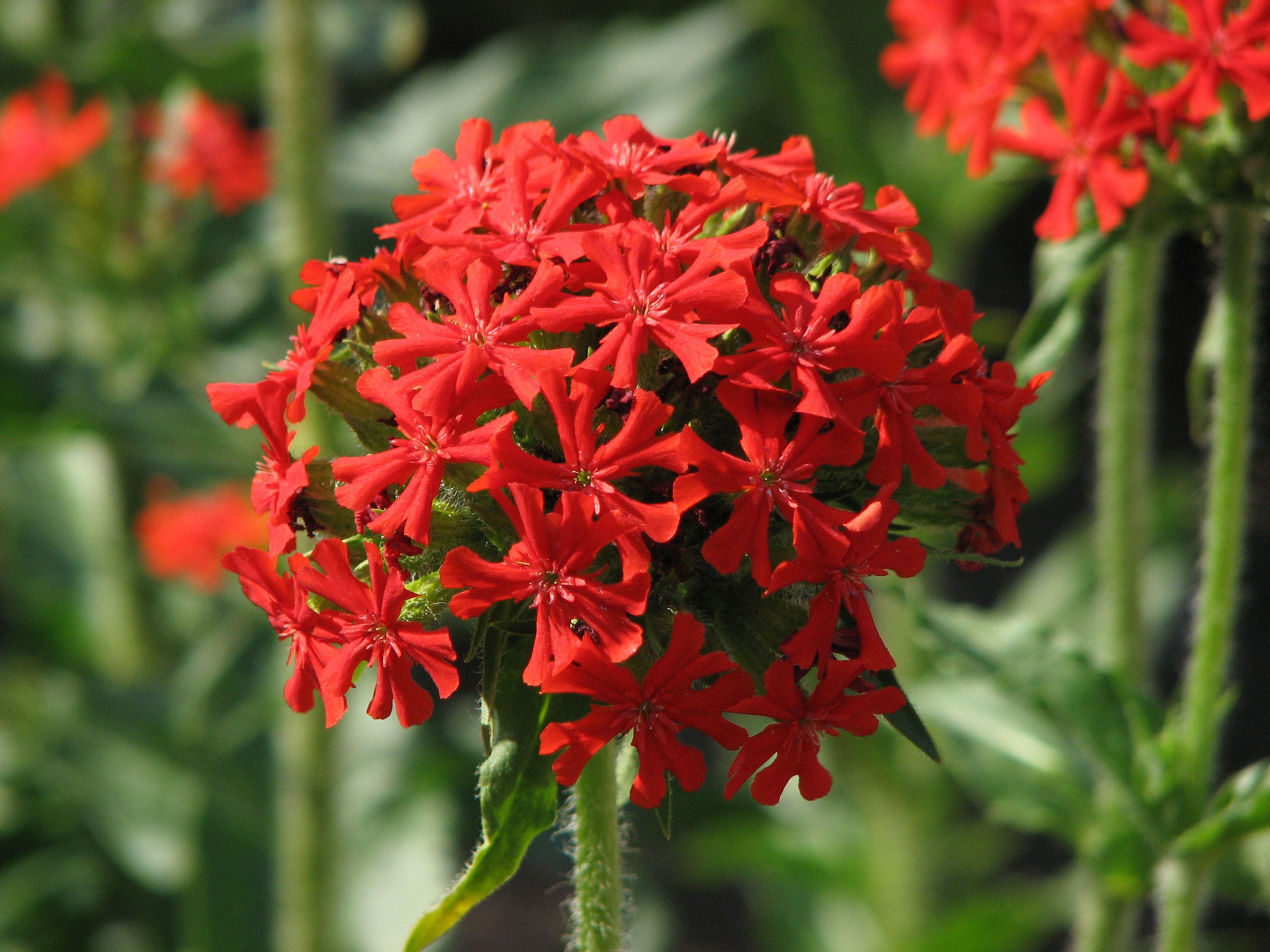 Lychnis chalcedonica