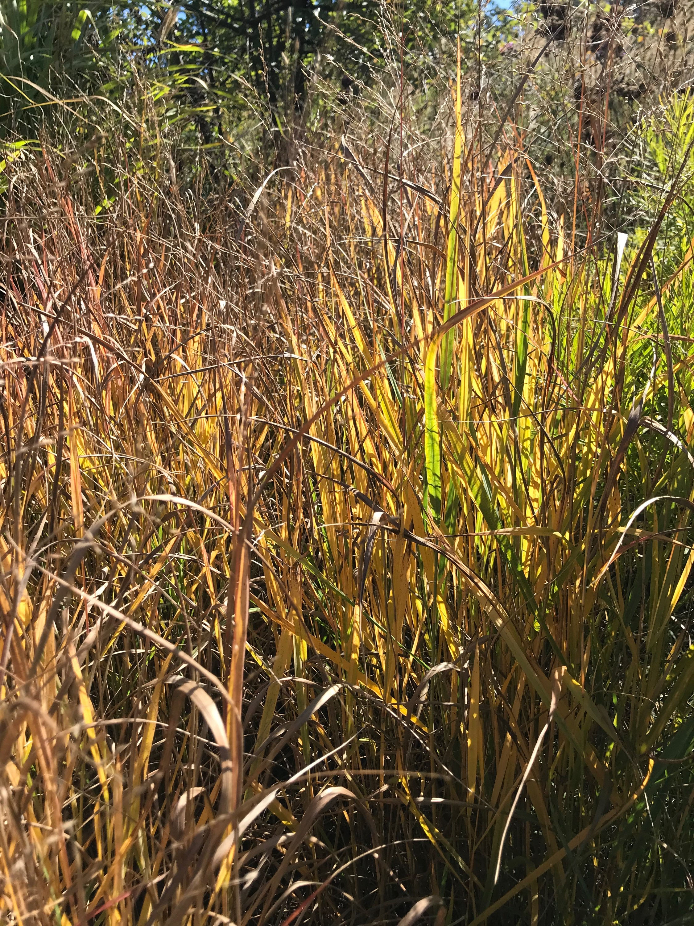 Panicum 'Autumn Glory' 