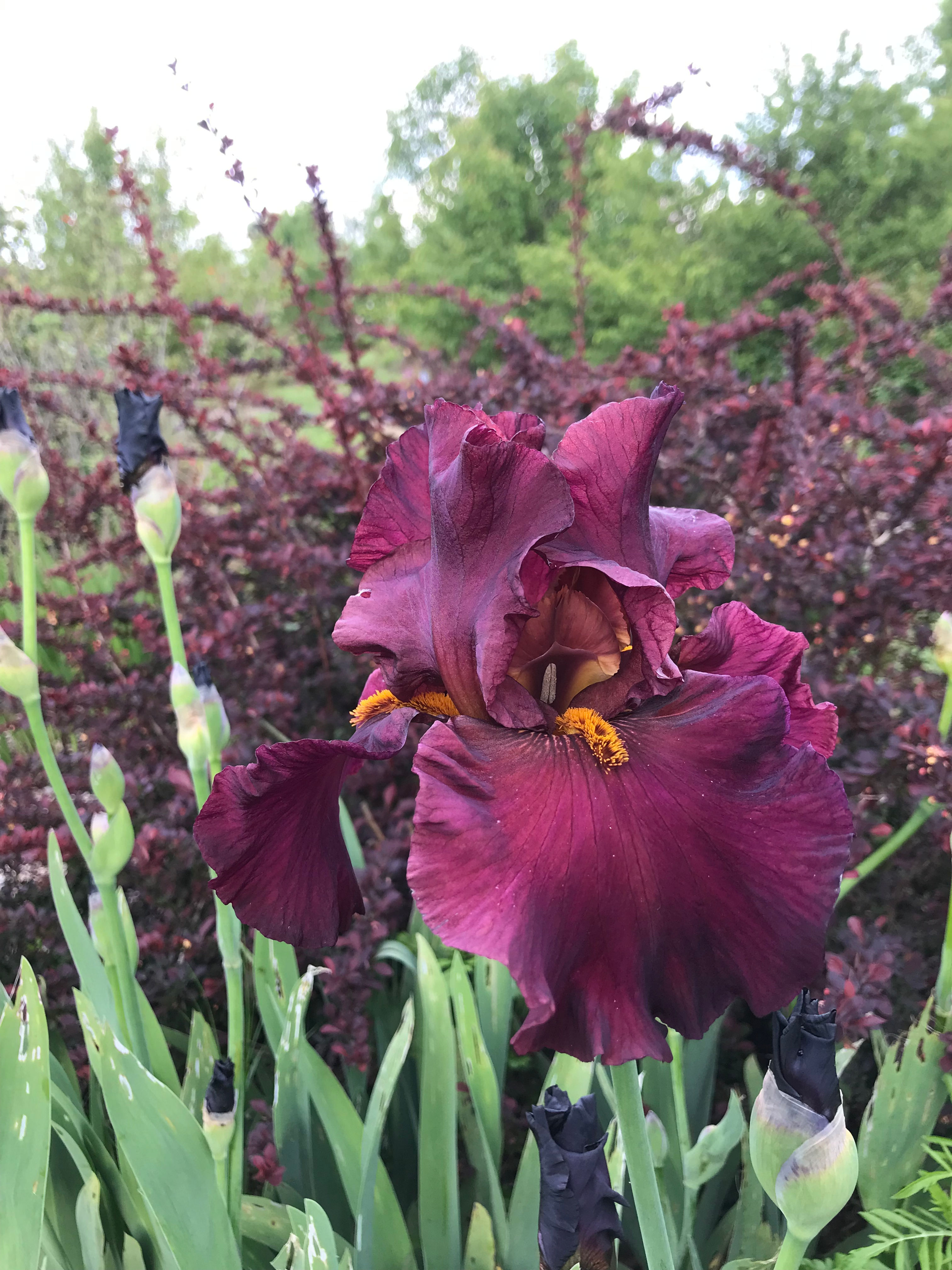 Iris Burgundy Bubbles