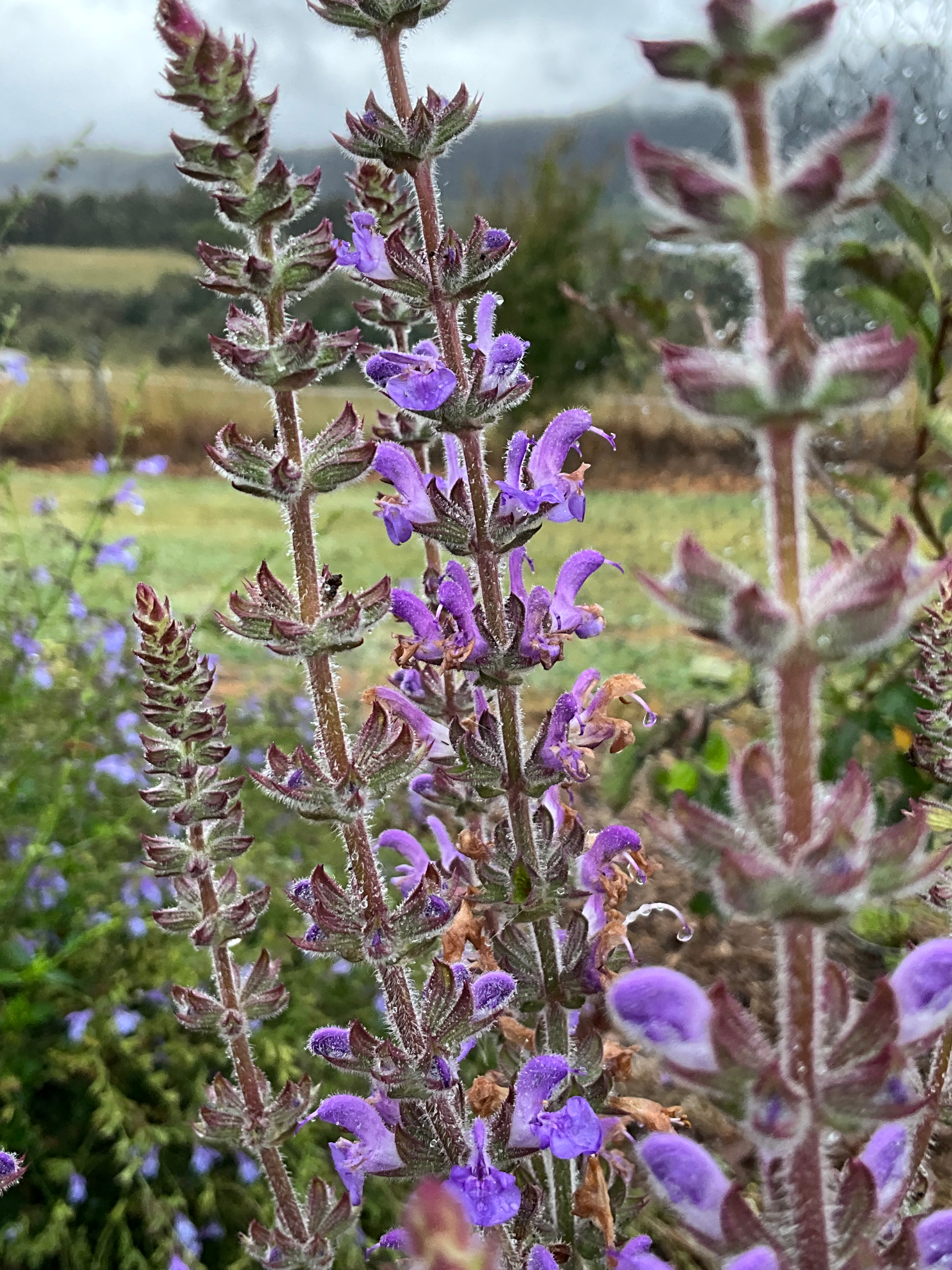 Salvia barrelieri