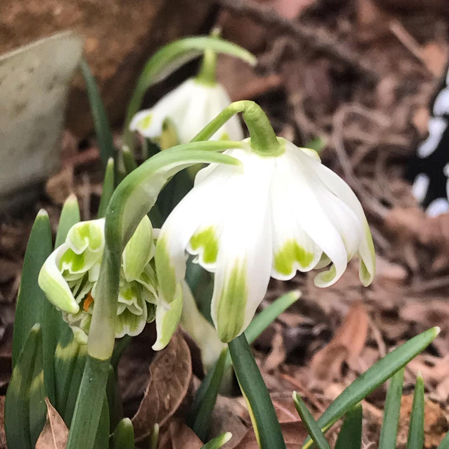 Galanthus nivalis ‘Pusey Green tips’ 