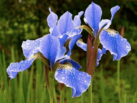 Blood Iris (Iris sanguinea) 13 Iris sibirica