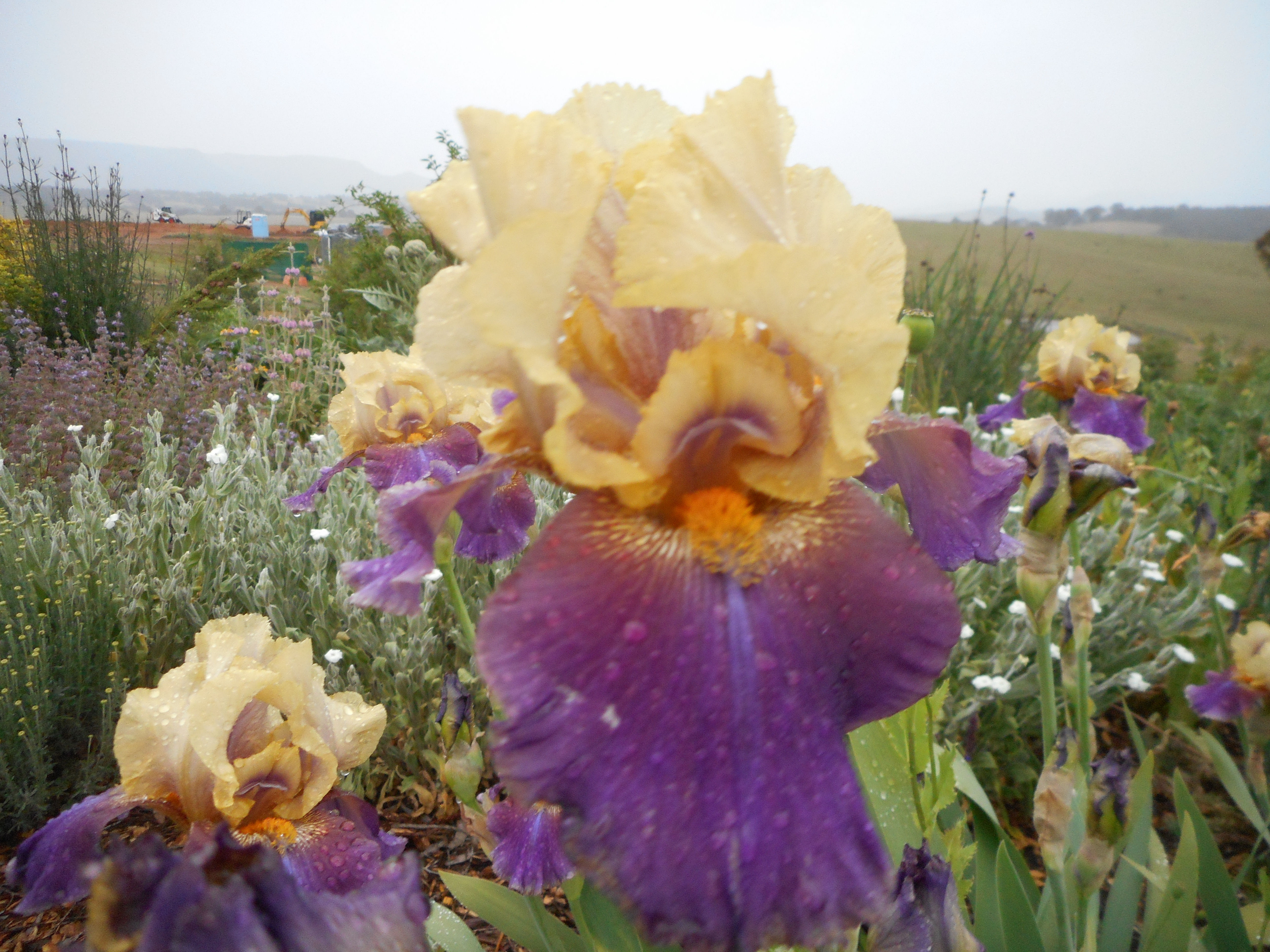 Iris 'Edith Wolford'
