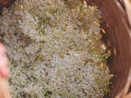 🌼 Holunderblütenzeit – Heilkraft & Genuss aus dem Frühsommer (mit Thermomix-Rezepten)