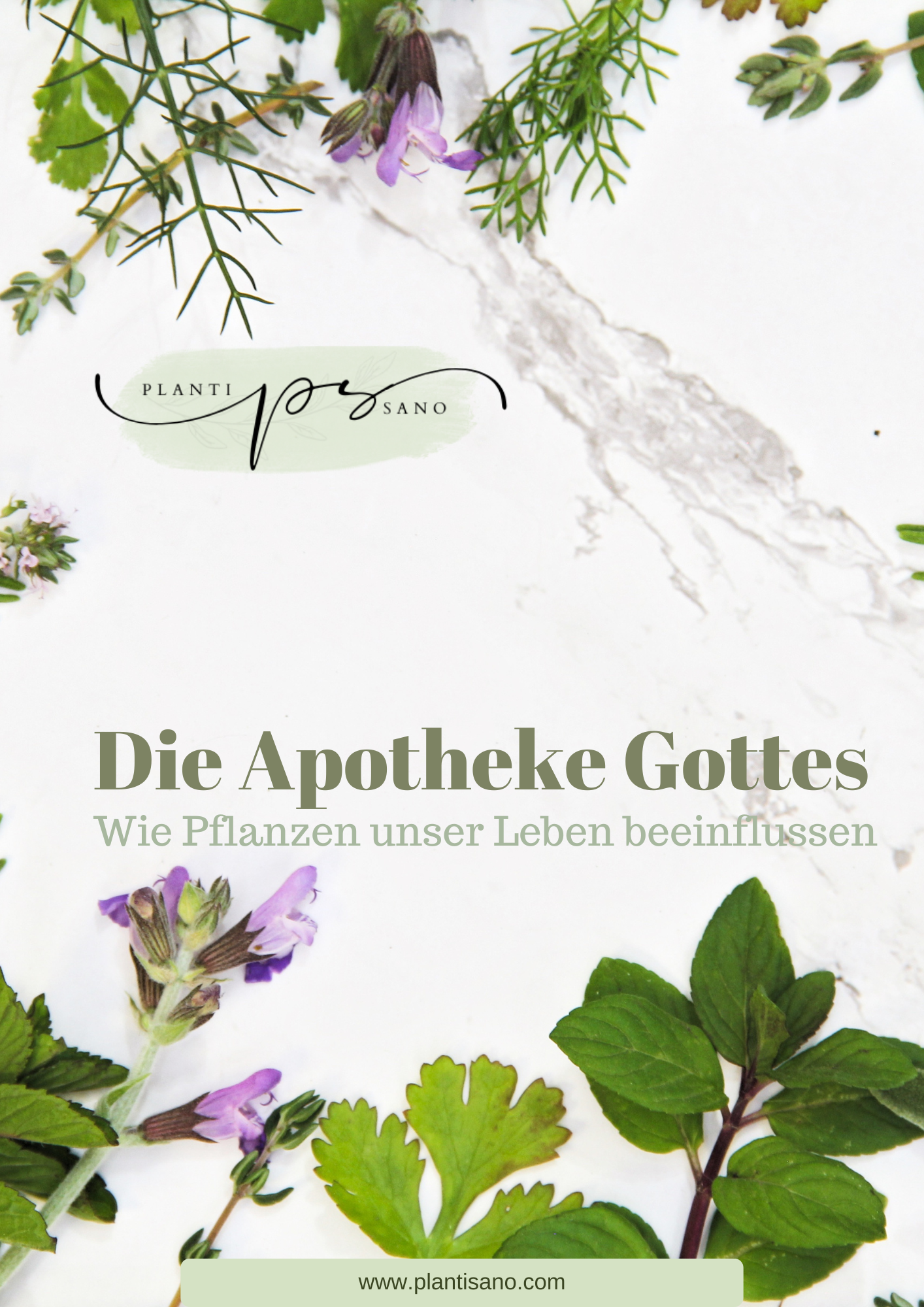 Heilpflanze des Monats April "GIERSCH"