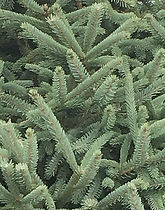 white-spruce.jpg