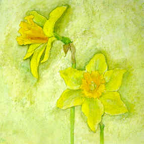 Daffs