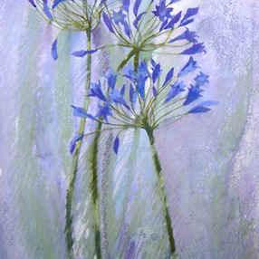 Agapanthus IV