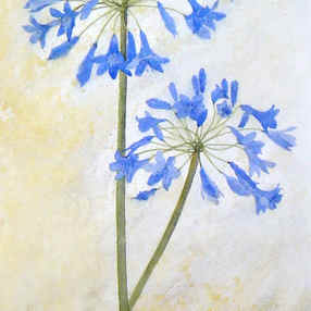 Agapanthus
