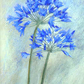 Agapanthus III