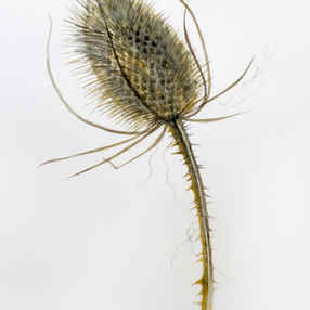 Wild Teasel Head