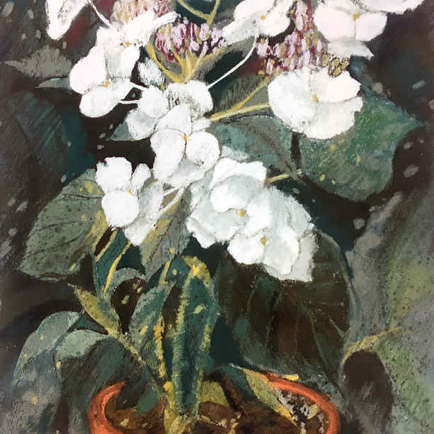 Generanium in Pot