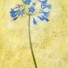 Agapanthus II