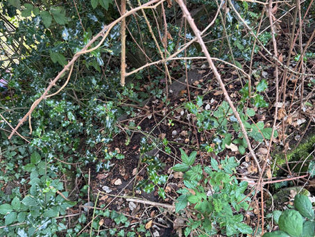 Potential grave of Fanny Clifton hidden by overgrown shrubs