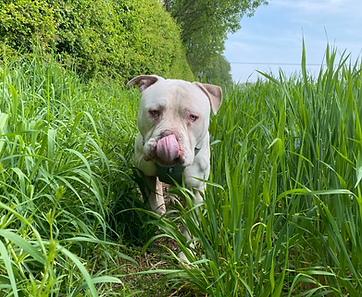 An american bulldog licking his nose on a walk