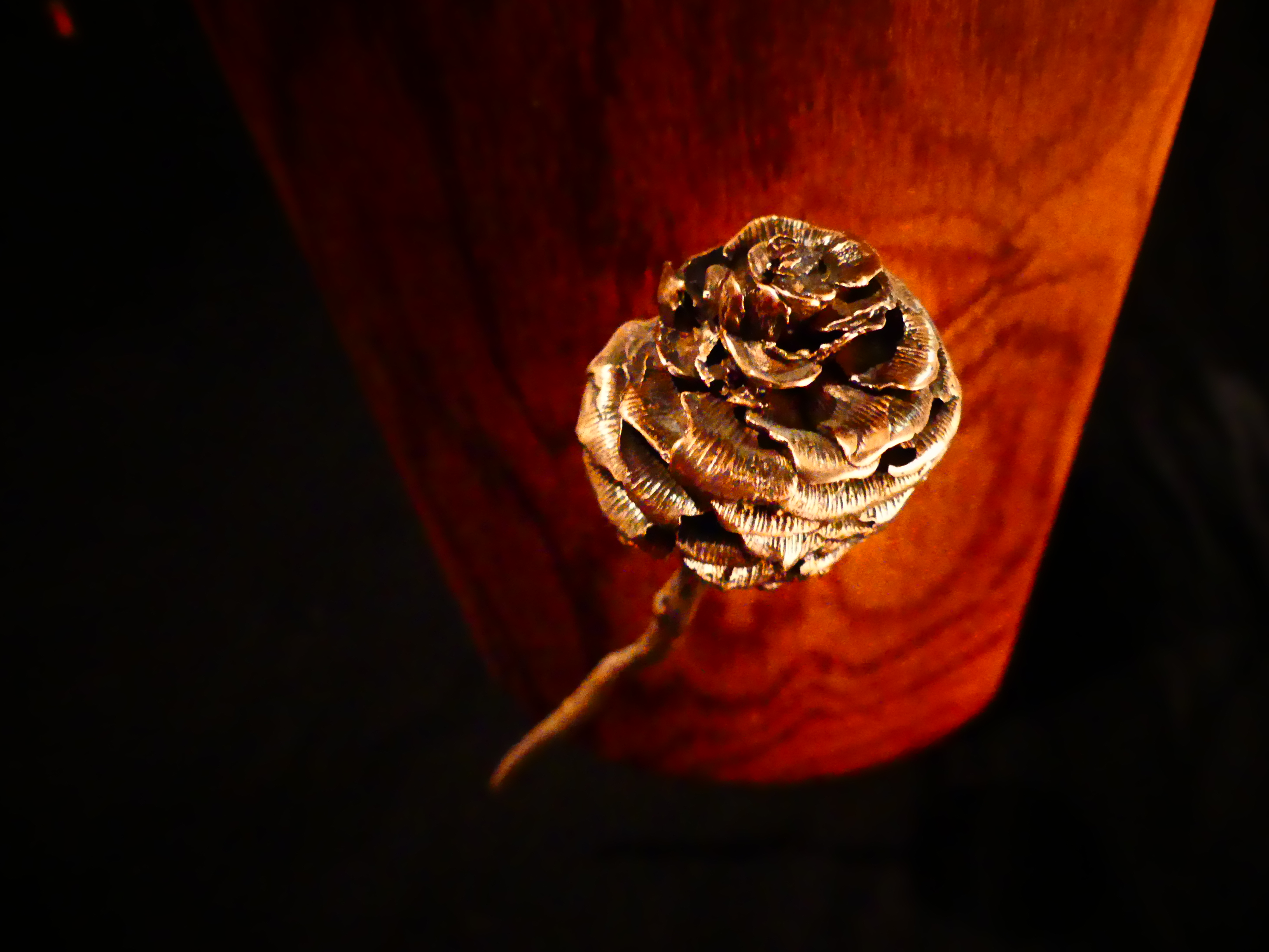 "Verbrand Plant" détail | C.F