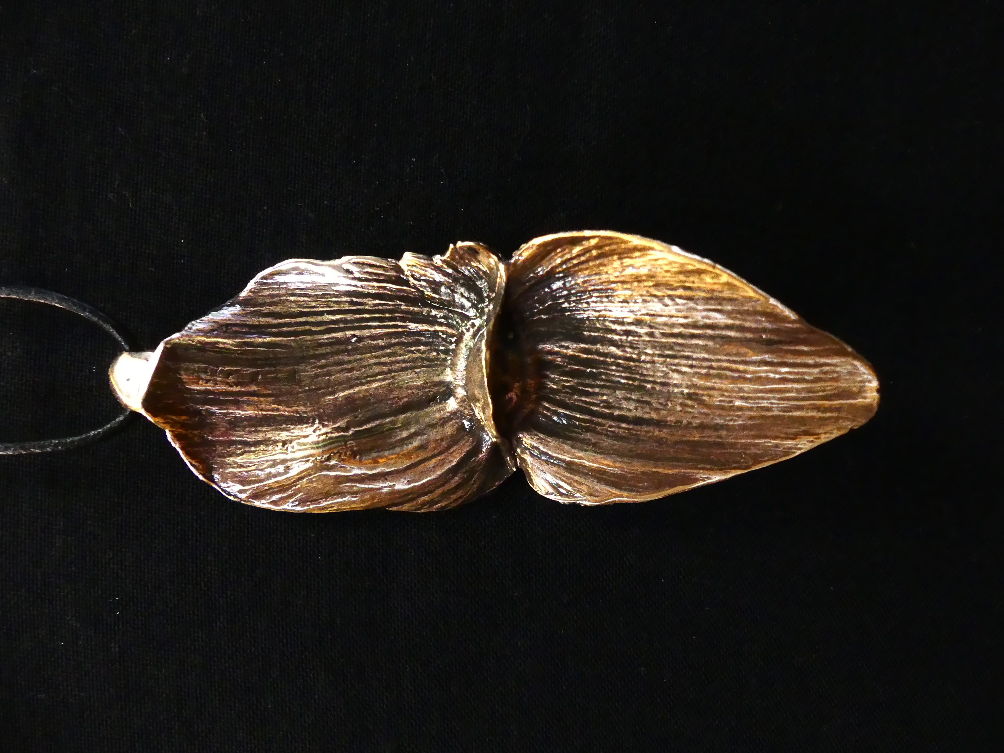 "Terminalia Calamansanai" | C.F